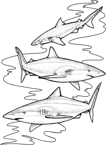 Three Tiger Sharks Coloring Page